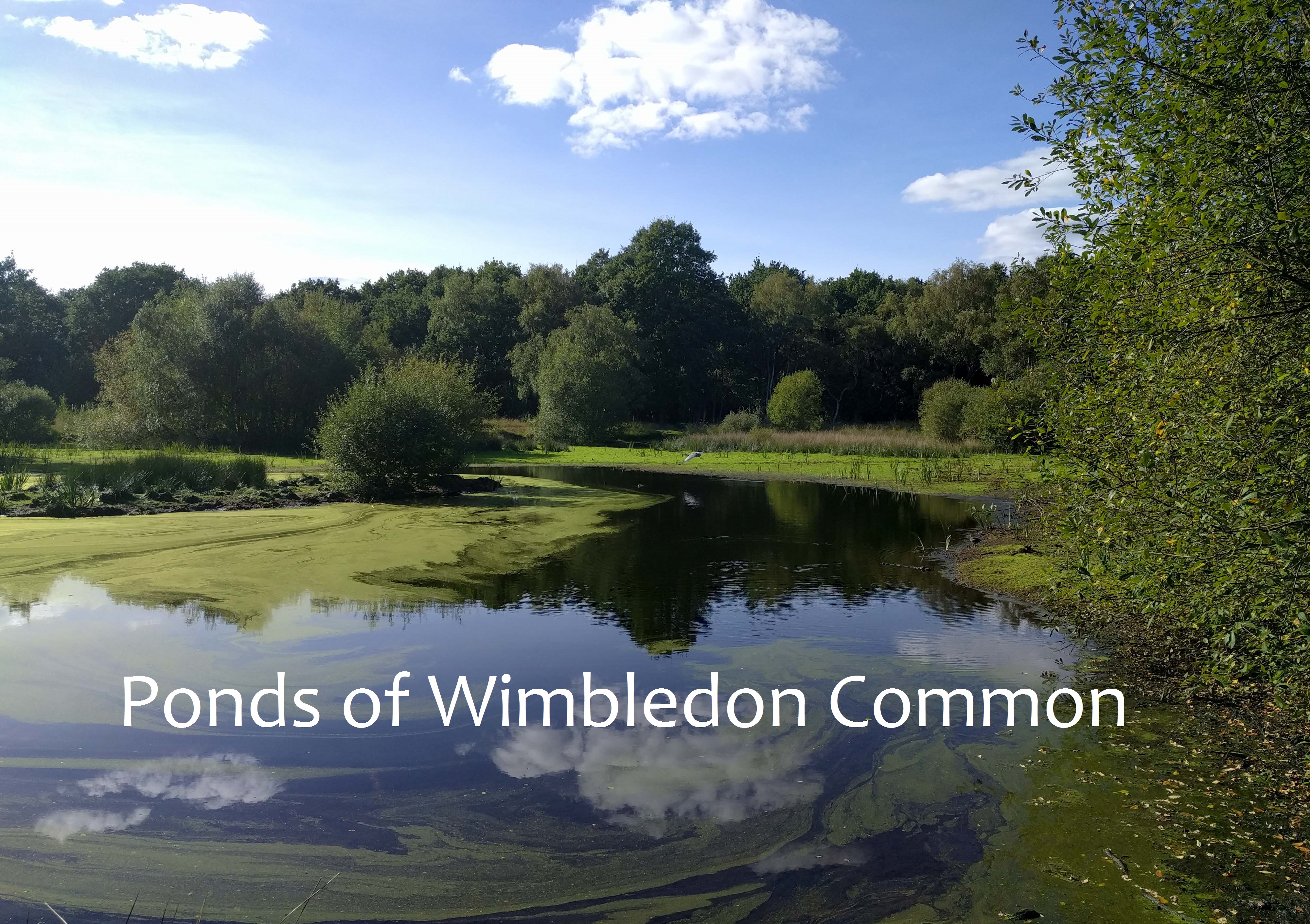 Ponds of Wimbledon Common